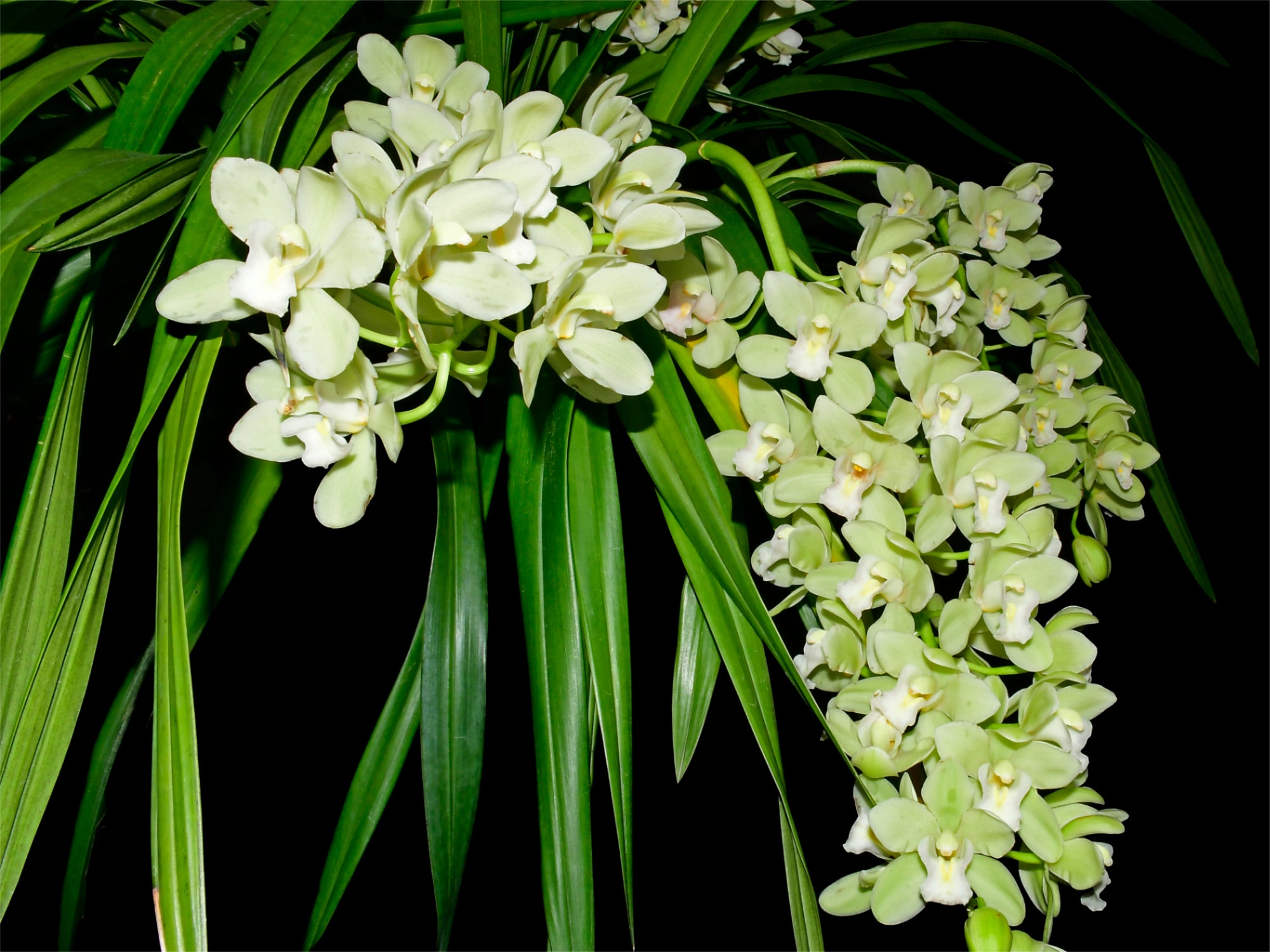 Cymbidium November Child 'Liz'
