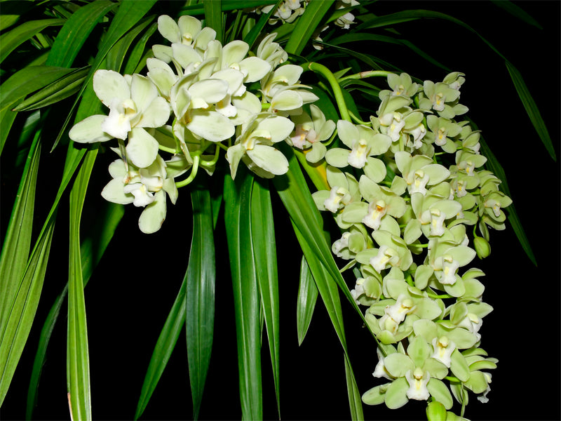 Cymbidium November Child 'Liz'