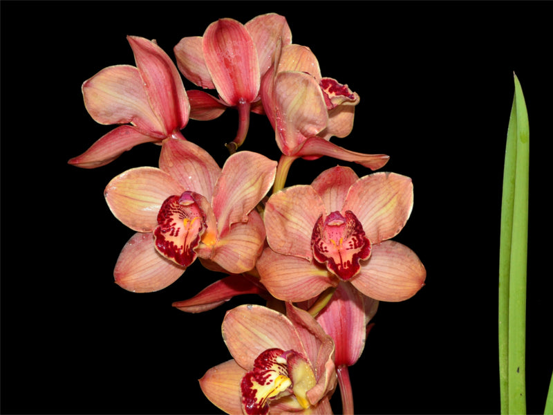 Cymbidium Pebbles Santa Barbara Very Good Orange