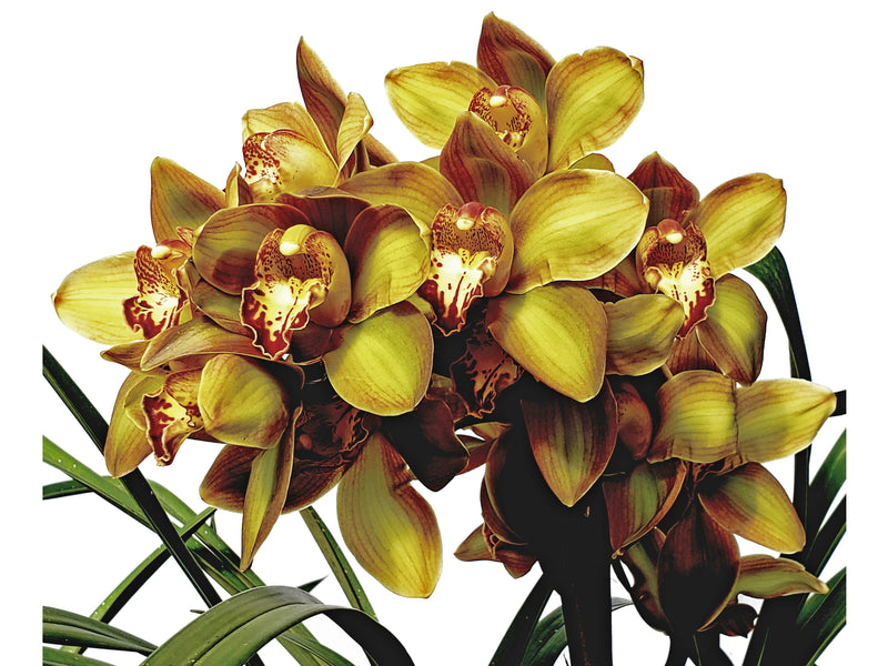 Cymbidium Pedro H 02m Ec