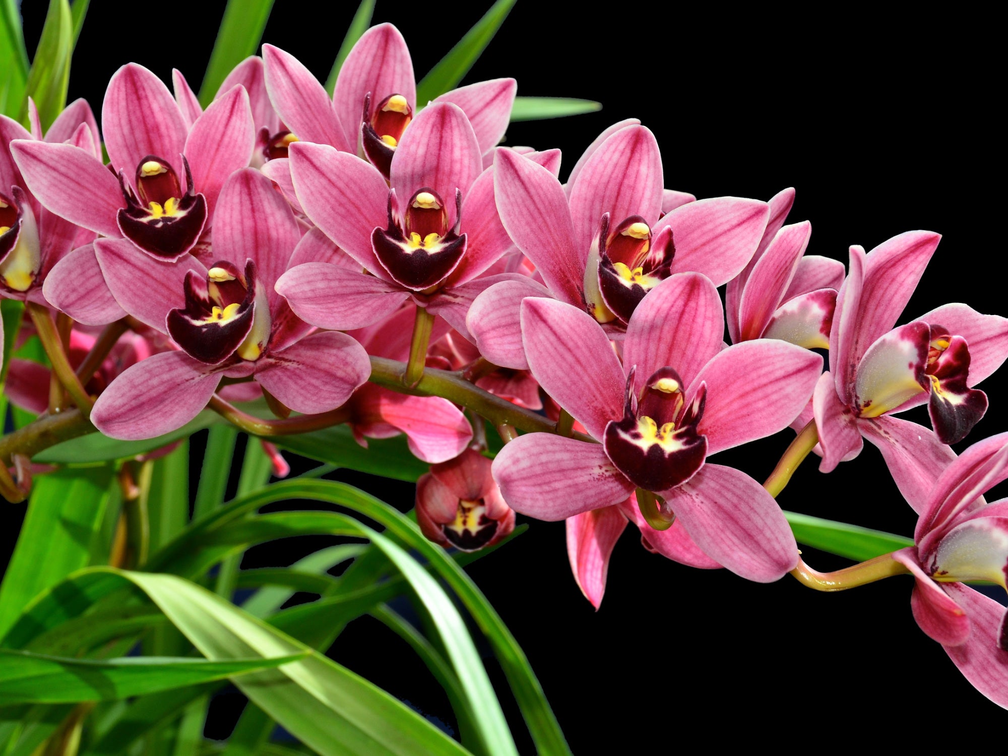 Cymbidium Peggy Foo Prolifae White Purple Lip