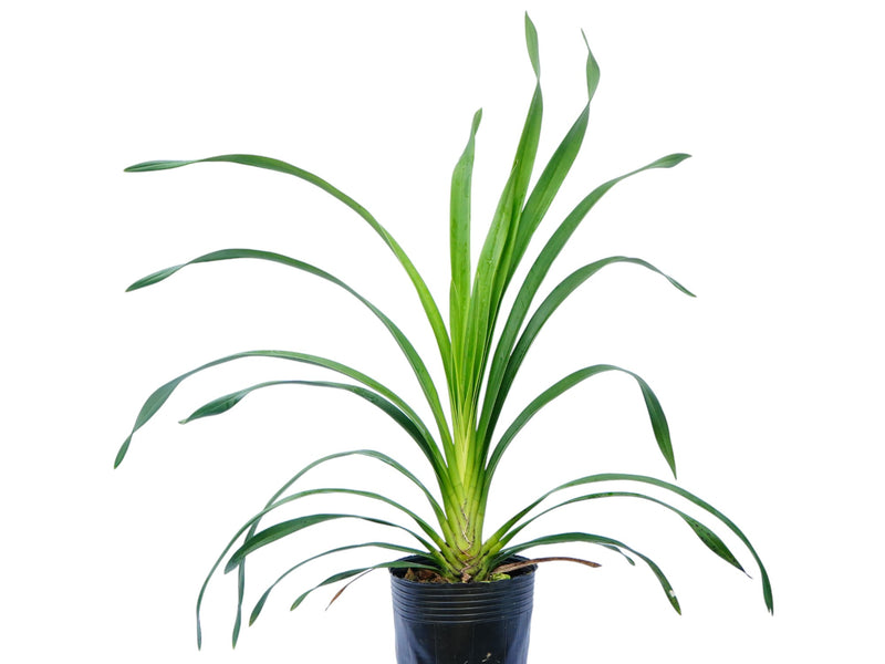 Cymbidium Peggy Foo Prolifae White Purple Lip (medium)