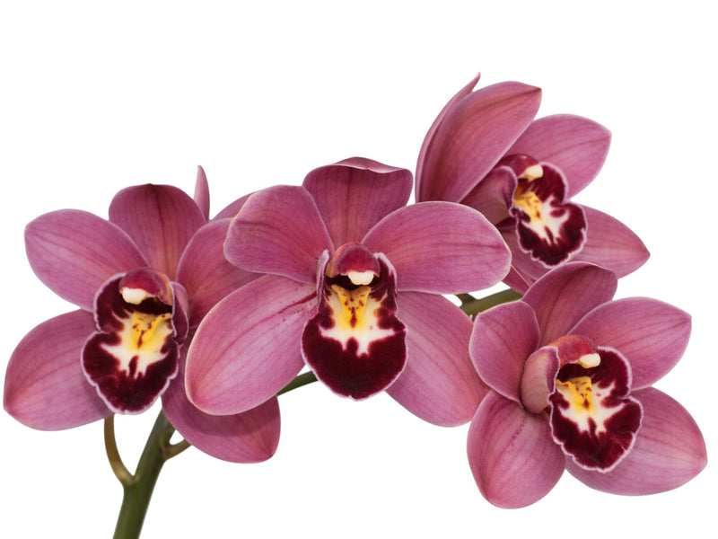 Cymbidium Peggy Foo Prolifae White Purple Lip (medium)