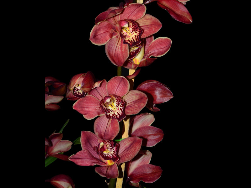 Cymbidium Pepe 002 Ec