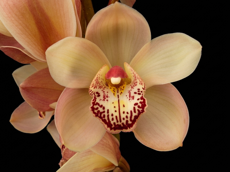 Cymbidium Peter Dawson 'Kc Cool' (medium)
