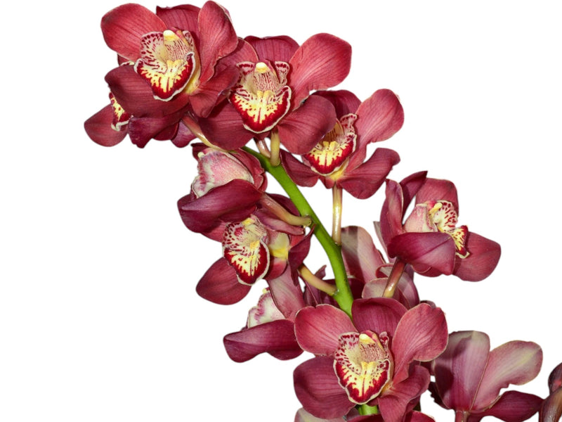 Cymbidium Pilley Olympic Pink Perfection 1 h00237