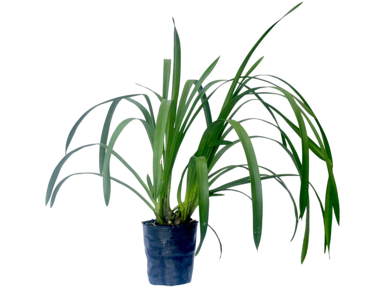 Cymbidium Pumisan 'Orange' (medium)