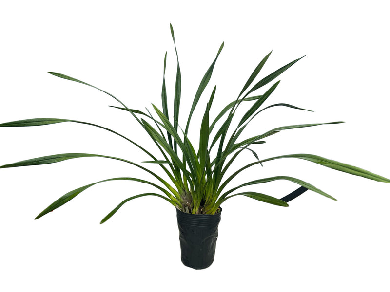 Cymbidium Rayo De Luna H00208