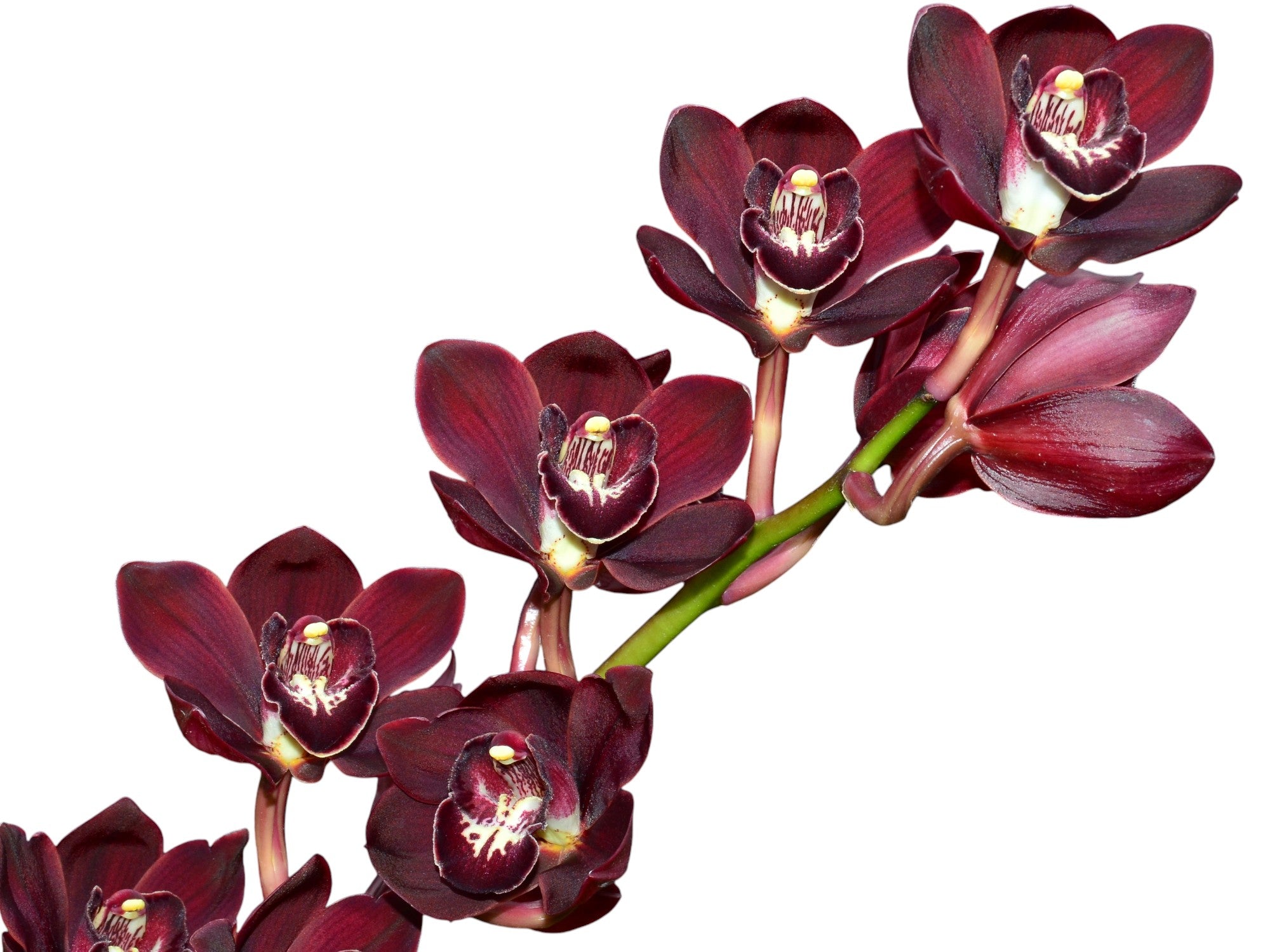 Cymbidium Red Rose 1 h00185 (medium)
