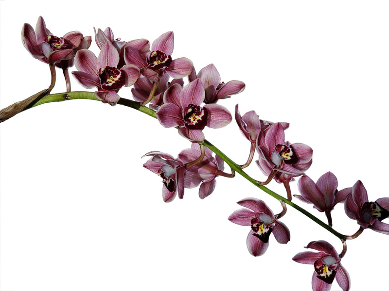 Cymbidium Red Vale Bayswater # 1