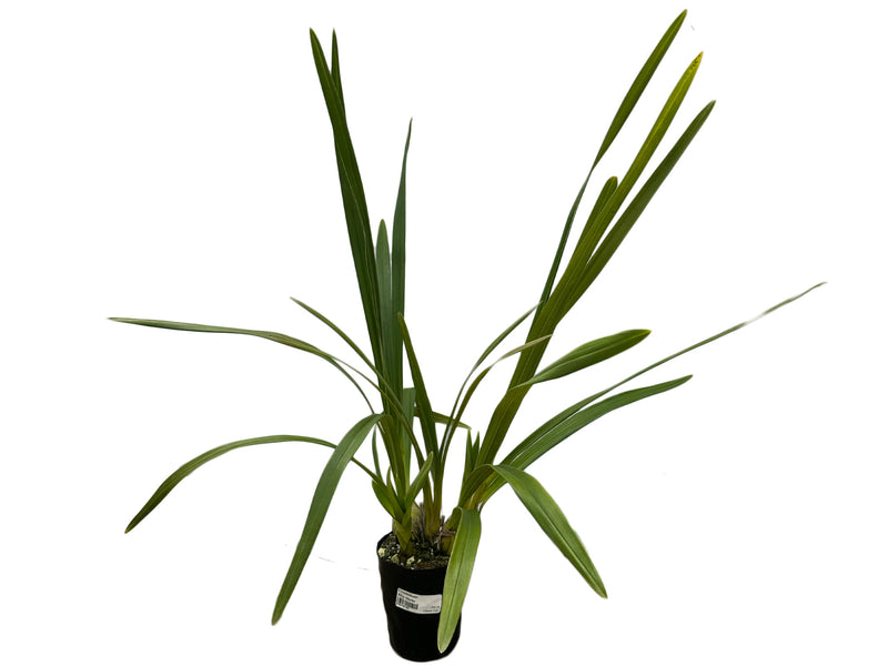 Cymbidium Rflp Mario