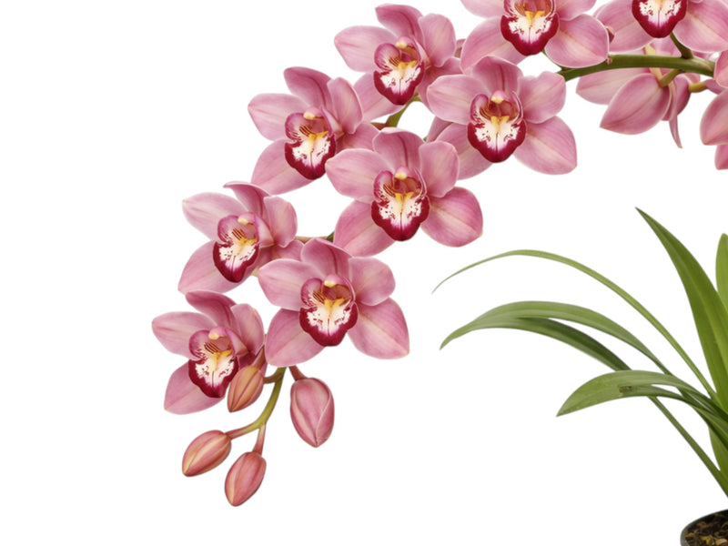 Cymbidium Rosado Lindo 1 h00271 (medium)