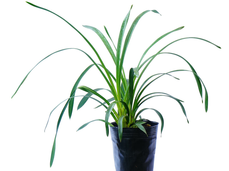 Cymbidium Rosita 1 h00314 (medium)