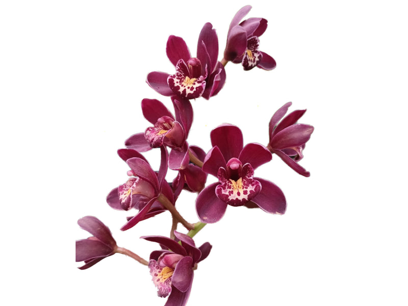 Cymbidium Ruby Eyes Red Baron An # 1  h00243