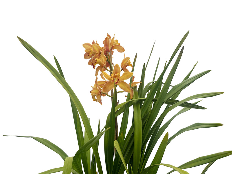 Cymbidium San Jose