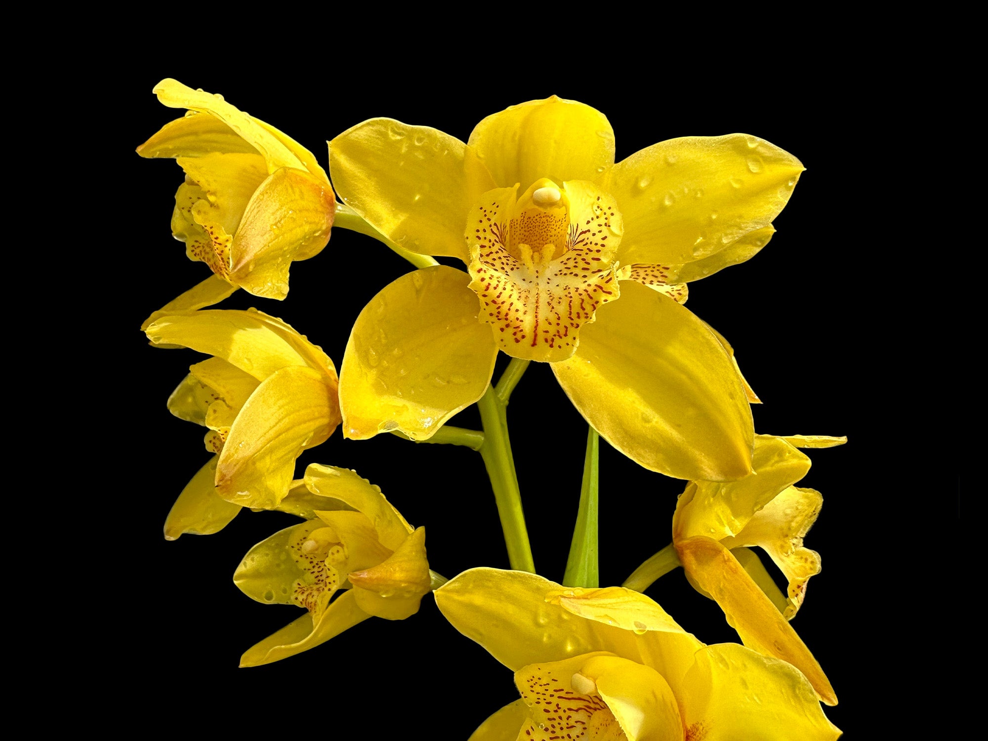 Cymbidium San Jose