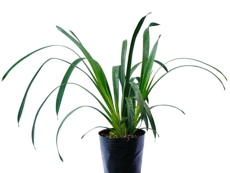 Cymbidium Sandro Dream 2 Ec (medium)