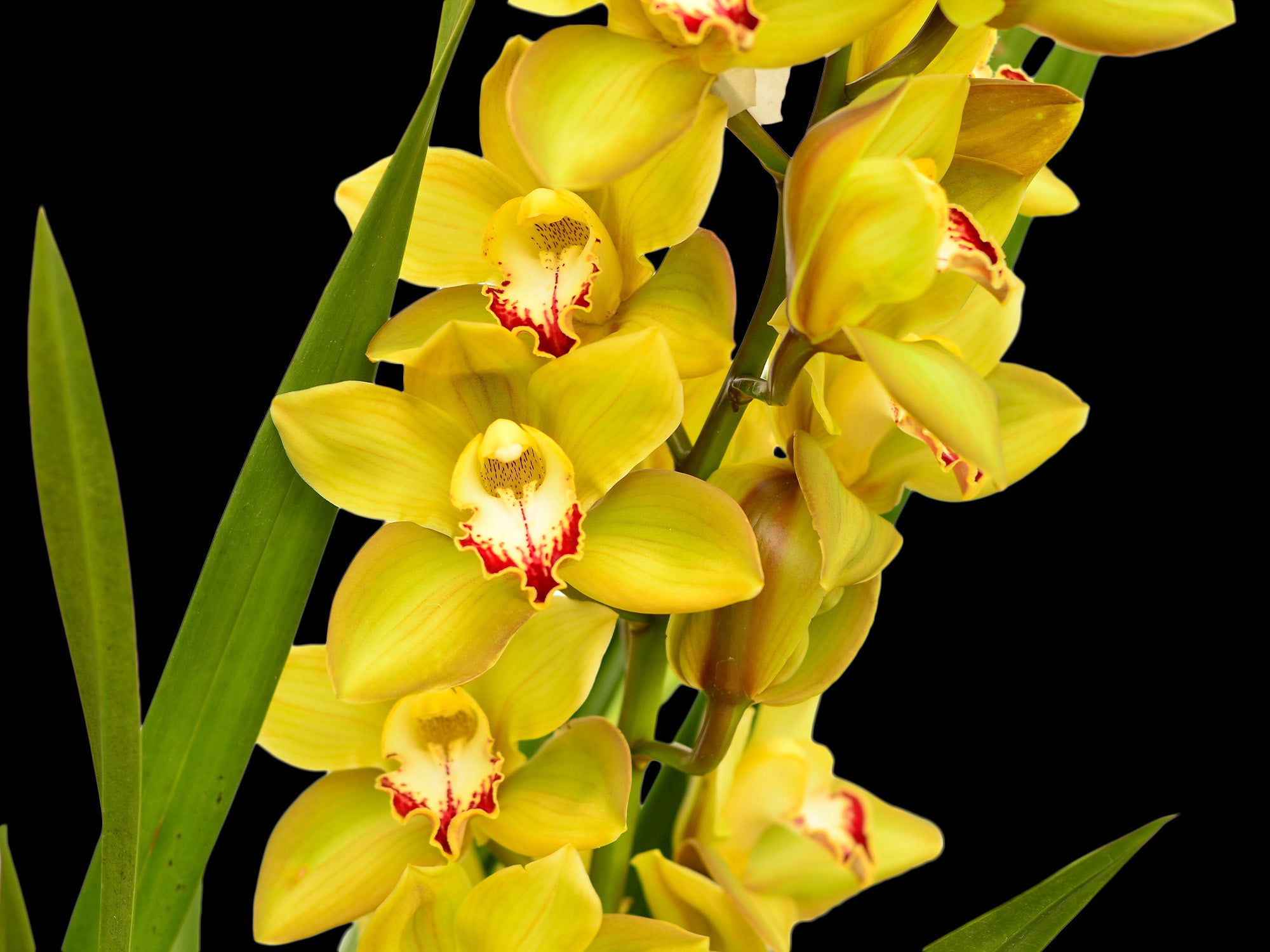 Cymbidium Santa Barbara Verde Cafe Ec