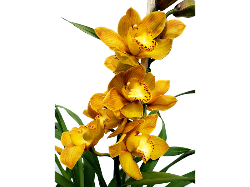 Cymbidium Shifting Sands 'Yellowbird' M603