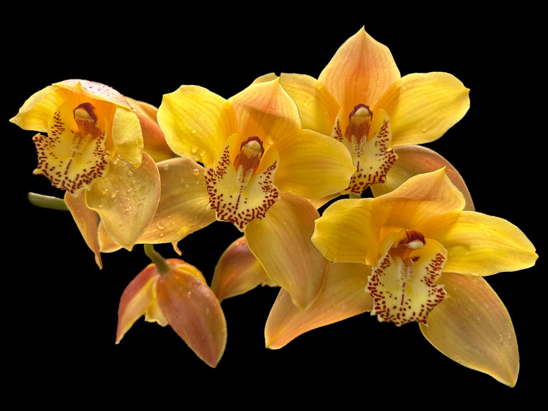 Cymbidium Sol Naciente 660 Ec