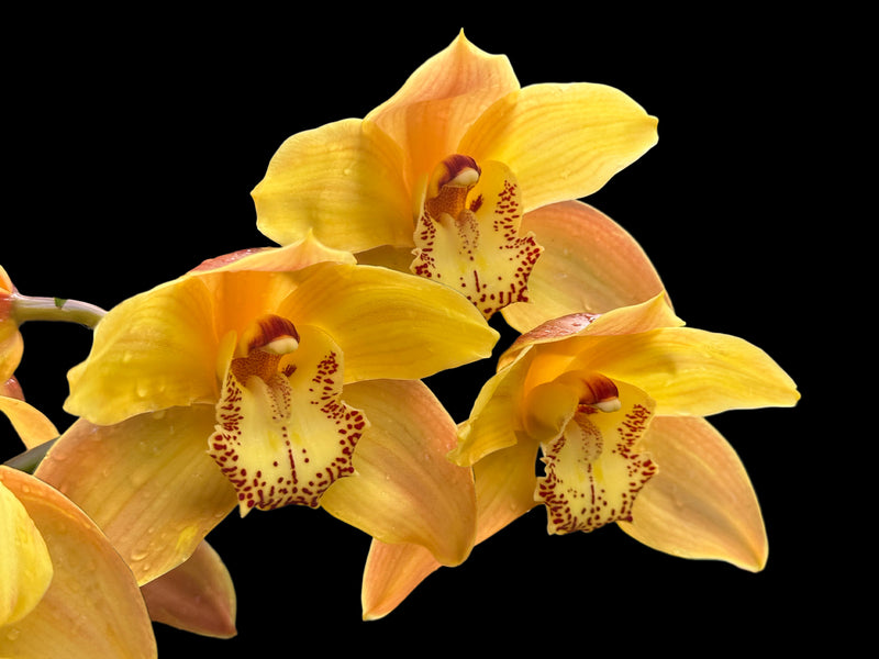 Cymbidium Sol Naciente 660 Ec