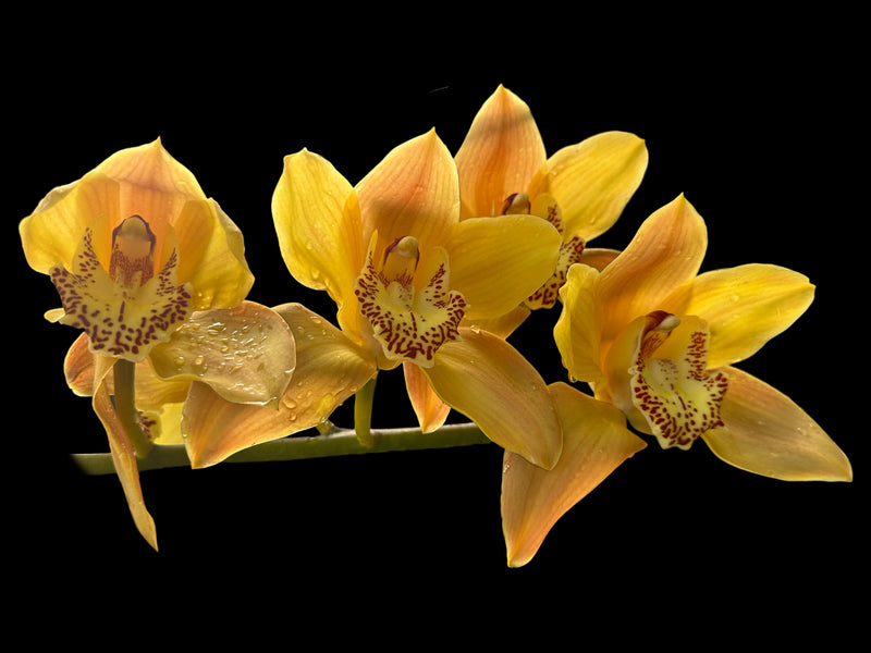 Cymbidium Sol Naciente 660 Ec