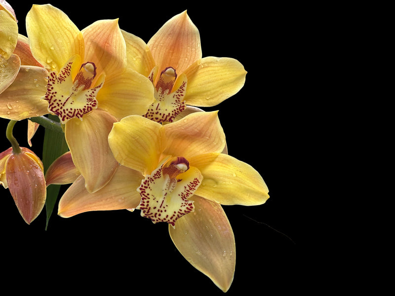 Cymbidium Sol Naciente 660 Ec