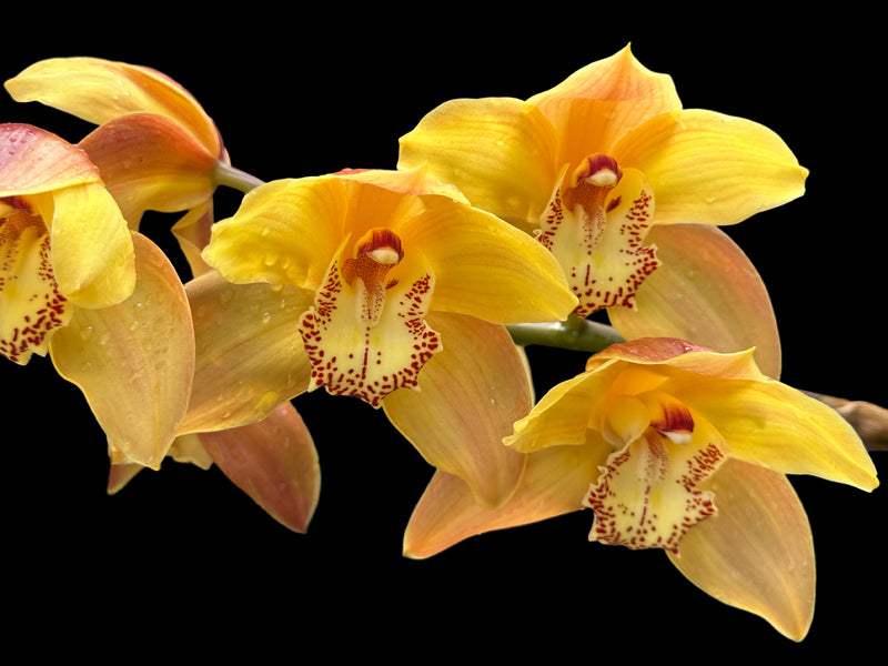 Cymbidium Sol Naciente 660 Ec