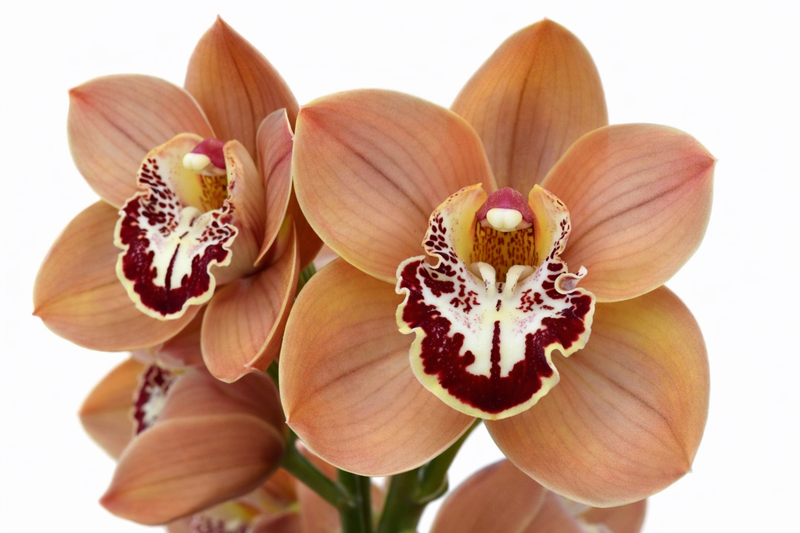 Cymbidium Spicy khan 'Melon Wine' (medium)