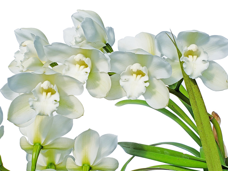 Cymbidium Splendor Ec