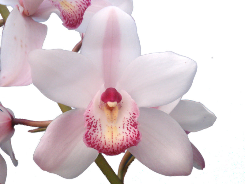 Cymbidium Star Paradise Tequila x Juans Chousina Ventry