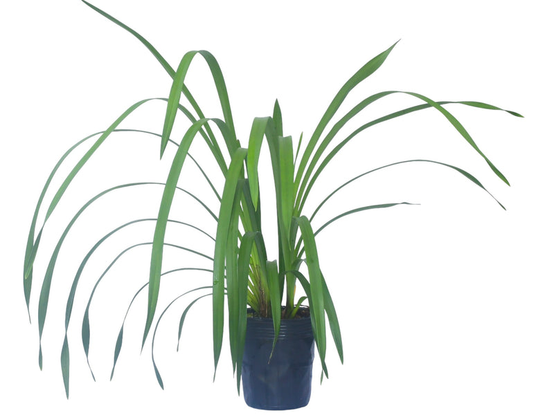 Cymbidium Summer Magic 'White' (medium)