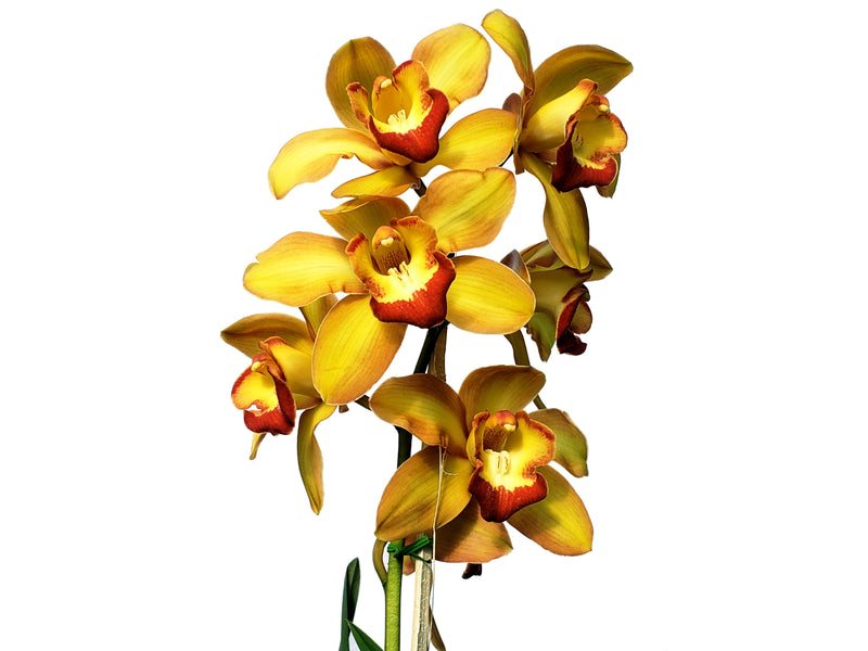 Cymbidium Sun Shine