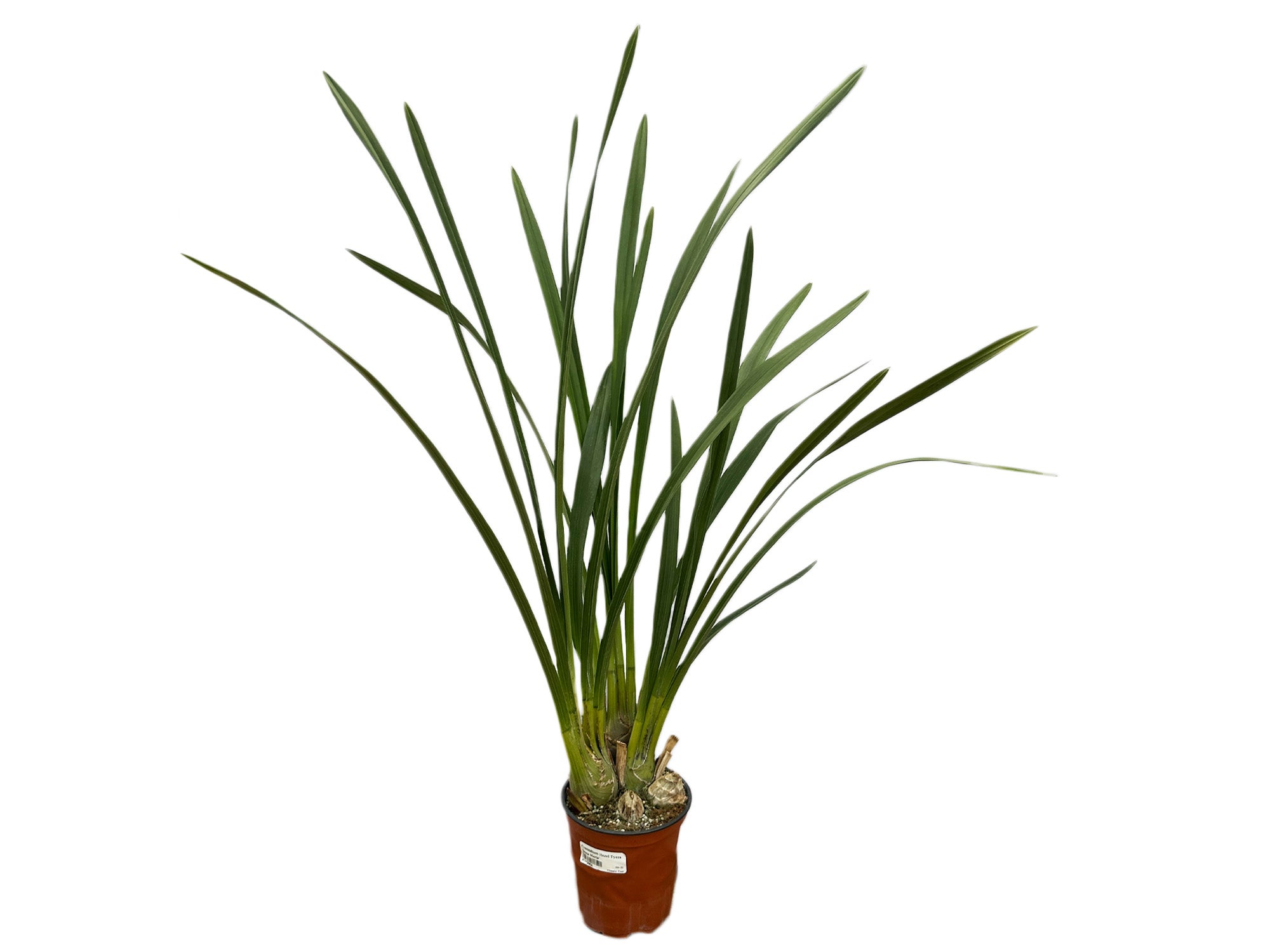 Cymbidium Sun Shine Big