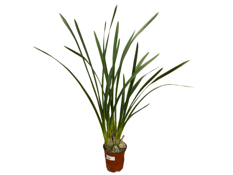 Cymbidium Sun Shine Big