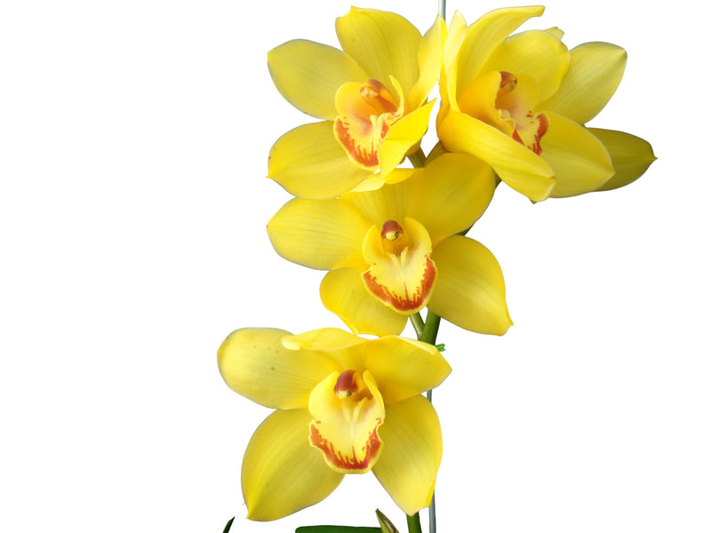 Cymbidium Sunny Moon 3b (medium)