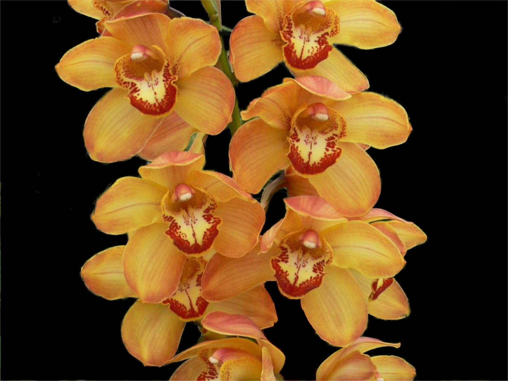Cymbidium Tracey Reddaway 'Marie'