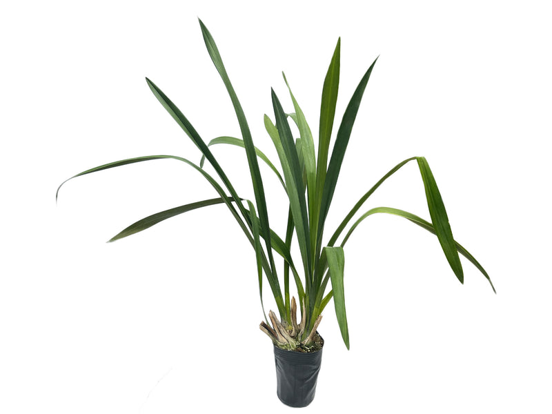 Cymbidium Tracyanum Tim Tam x Yellow River Sol