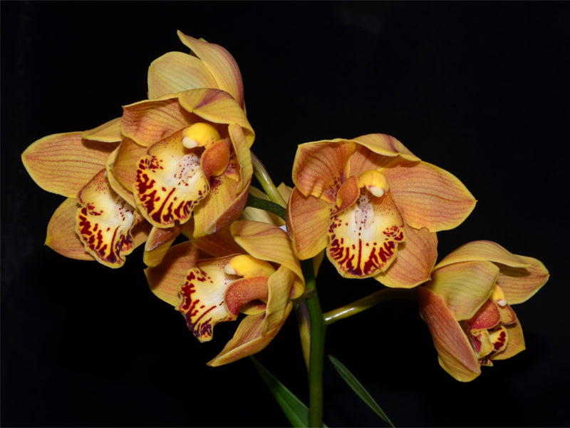 Cymbidium Trinity Gold Gorgeous x Cym. Karen Kakadu