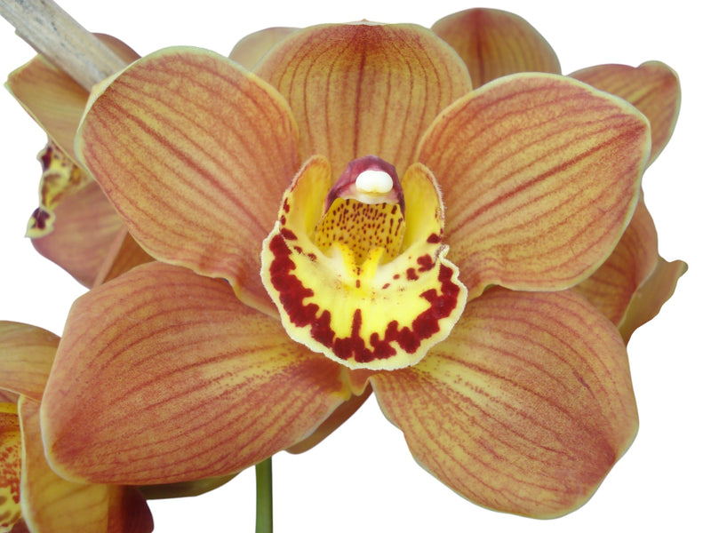 Cymbidium Uluru 'Sunset'