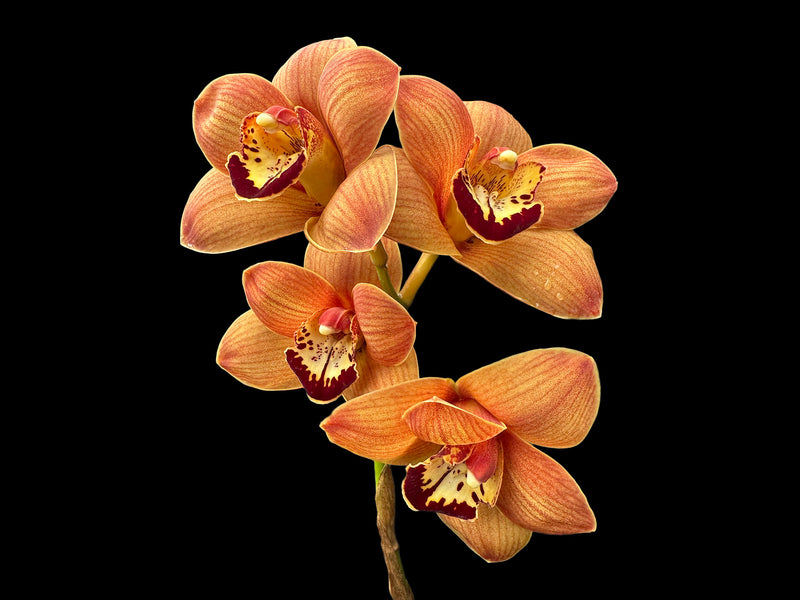 Cymbidium Uluru 'Sunset'