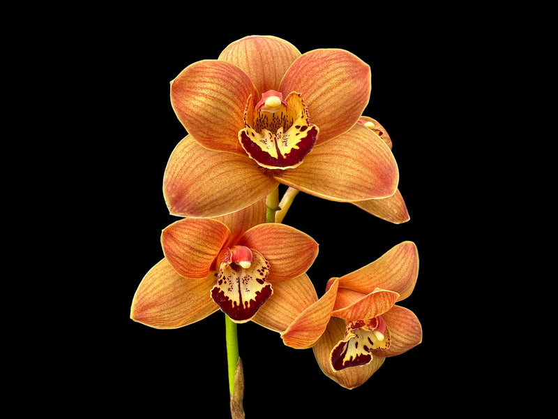 Cymbidium Uluru 'Sunset'