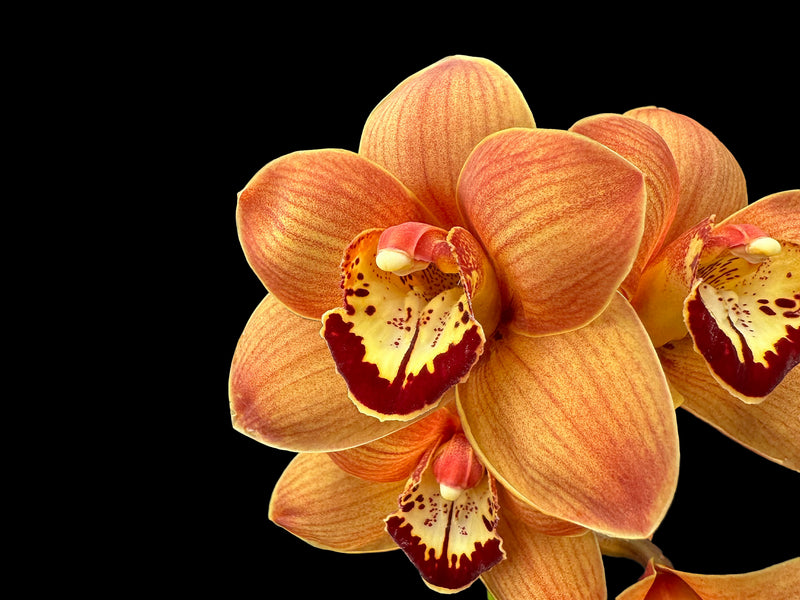 Cymbidium Uluru 'Sunset'