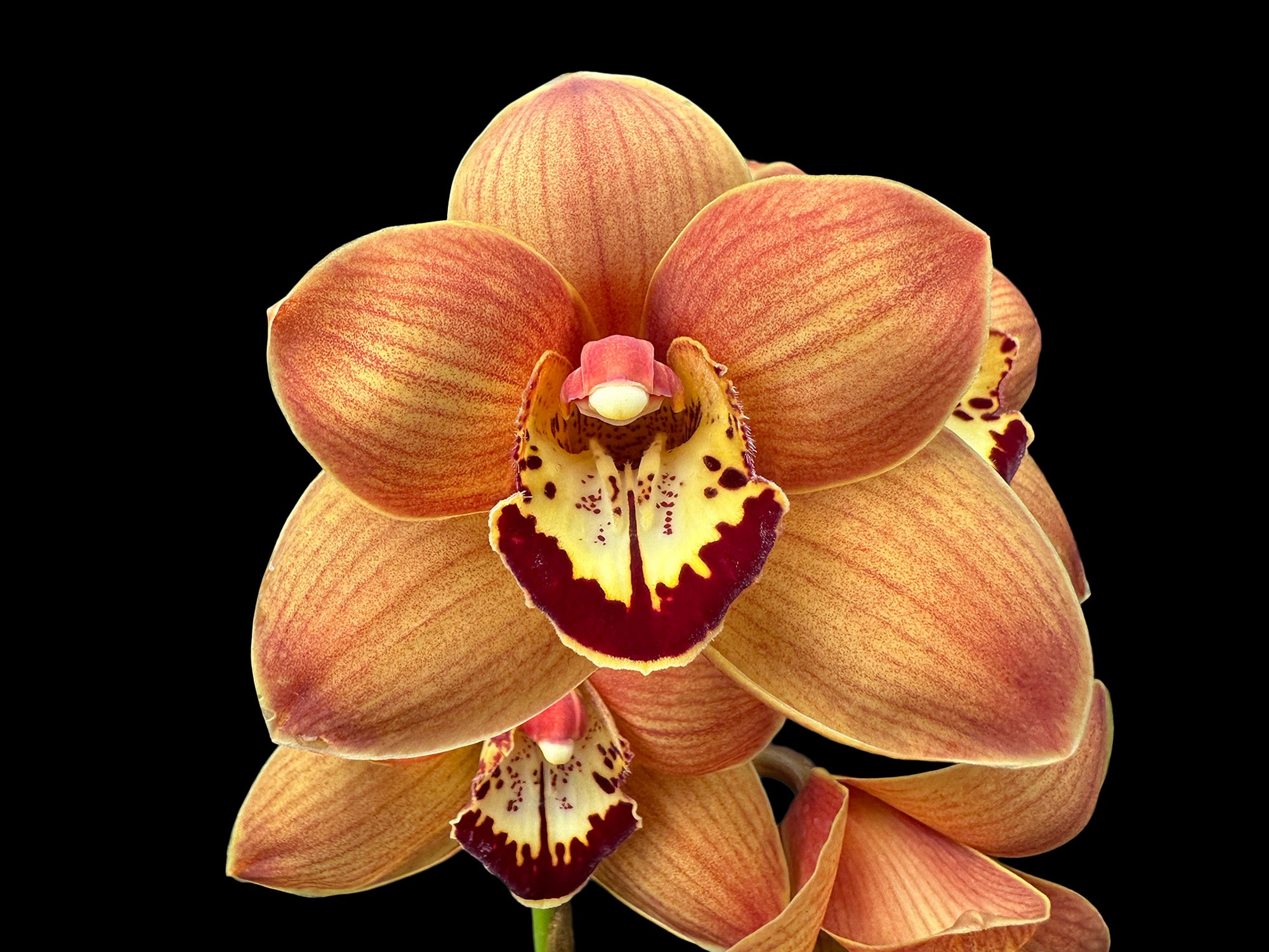 Cymbidium Uluru 'Sunset'