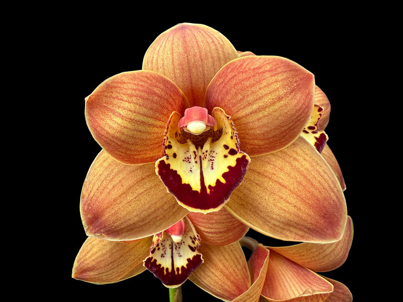 Cymbidium Uluru 'Sunset'