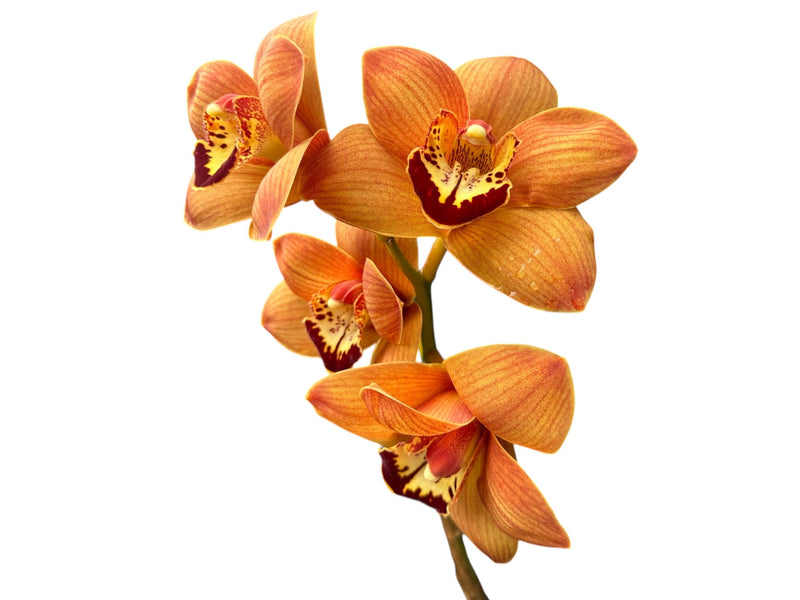 Cymbidium Uluru 'Sunset' (medium)