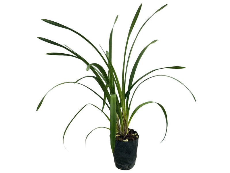 Cymbidium Uluru 'Sunset'