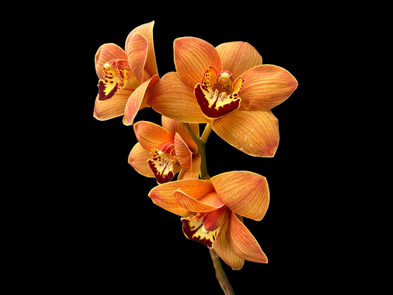 Cymbidium Uluru 'Sunset'