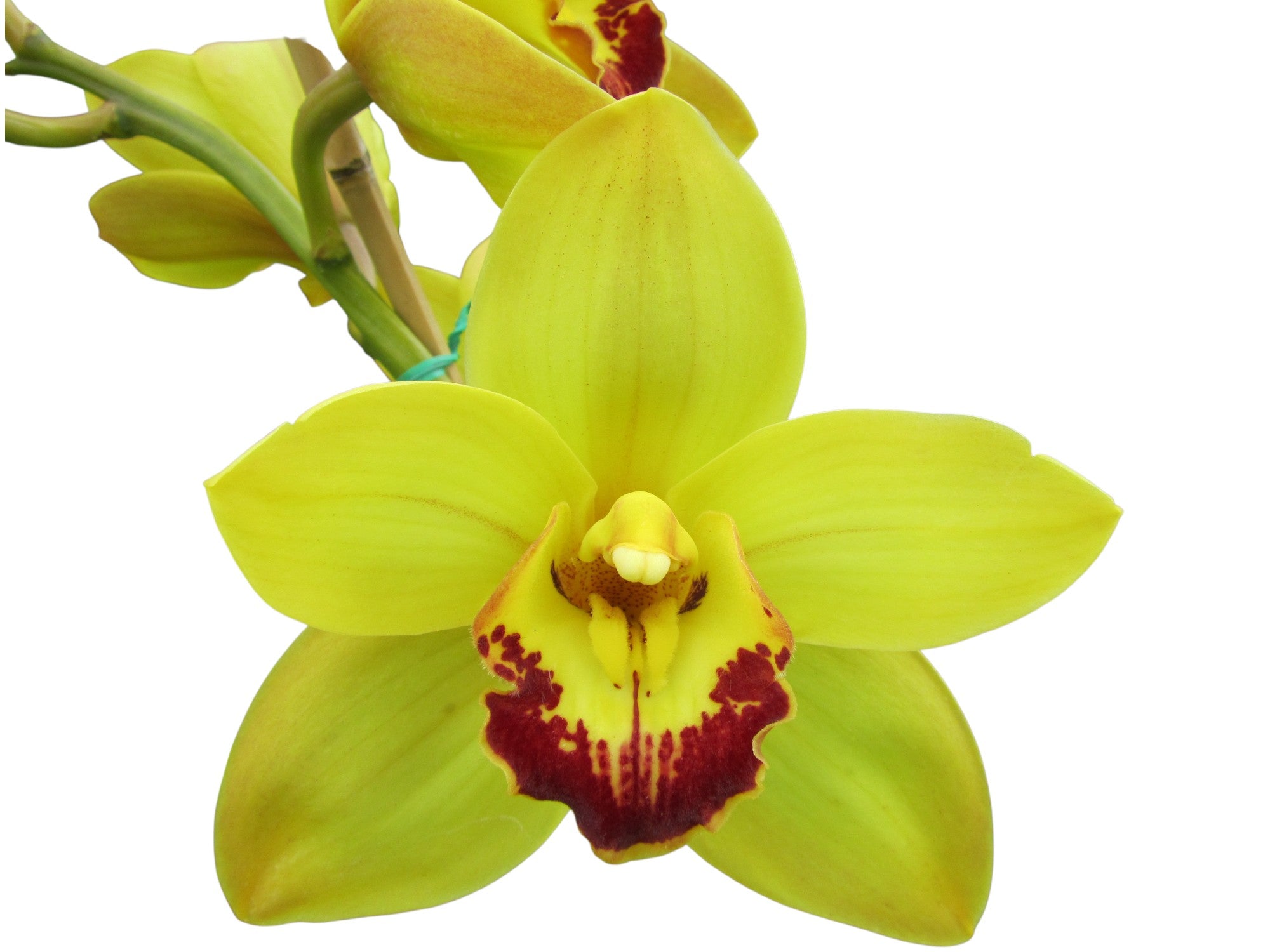 Cymbidium Valley Legend Gee Whizz (medium)