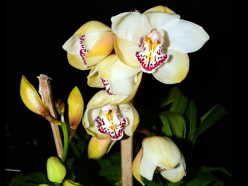 Cymbidium Valley Zenith Alexandra Beauty Bella (medium)